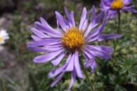 Aster