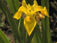 Iris jaune