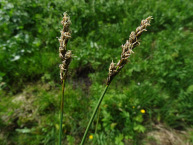 Laîche à deux étamines