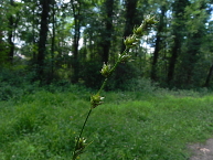 Laîche à épis séparés