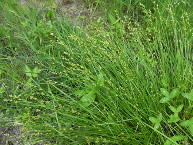 Laiche à épis espacés