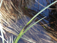 Fausse laiche aigüe