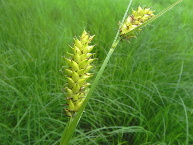 Laîche à utricules vésiculeux
