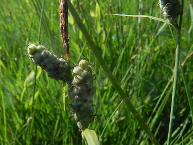 Laiche à utricules tomenteux