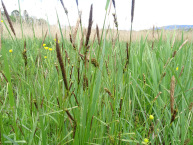 Laîche à épis distants