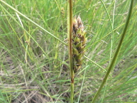 Laîche à fruit velu